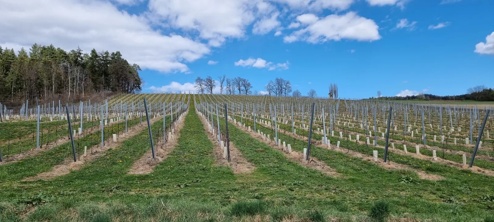 Weingarten-Panorama unter blauem Himmel