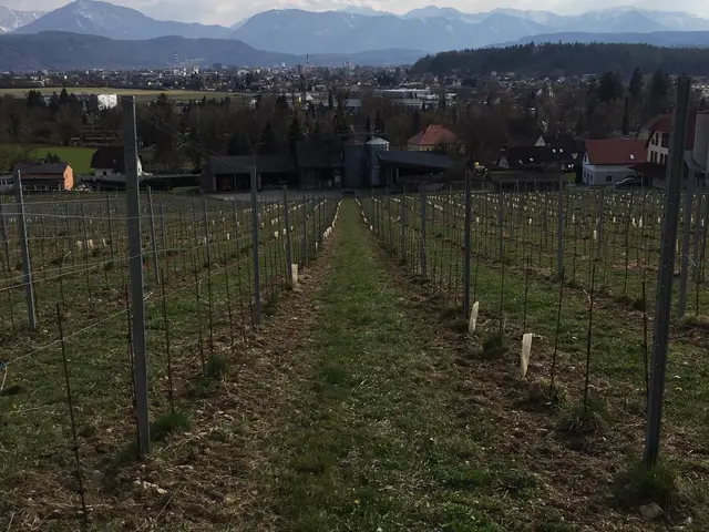 Rebzeile, im Hintergrund die Berge