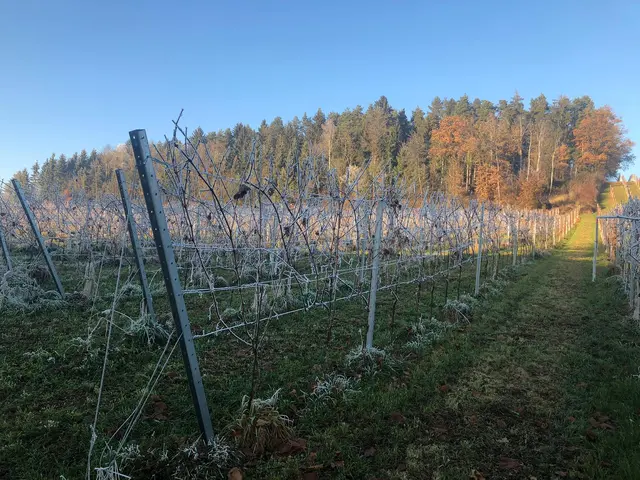 Rebzeilen vor dem Waldrand