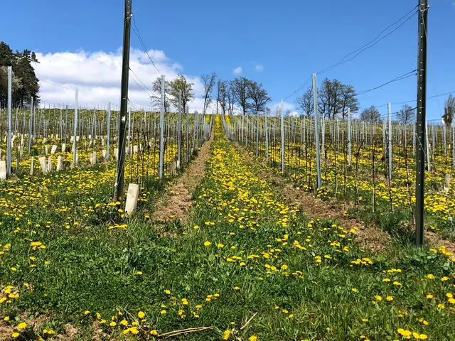 Blühende Wiese zwischen den Rebzeilen