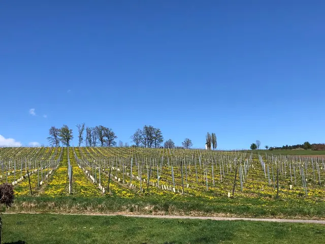 Weingarten unter wolkenlosem Himmel