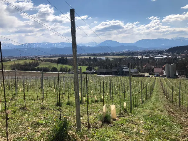 Weingarten mit Blick über das Tal auf die Berge