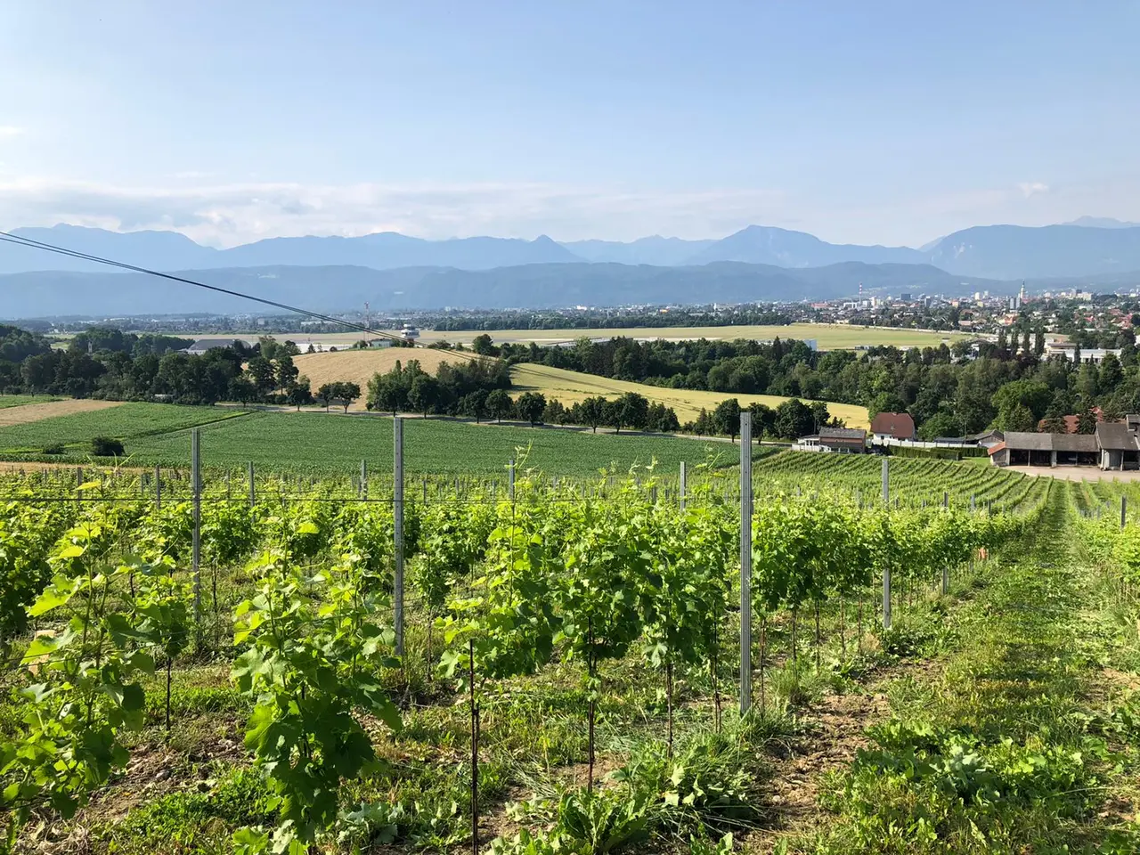 Blick über den Weingarten auf die Berge